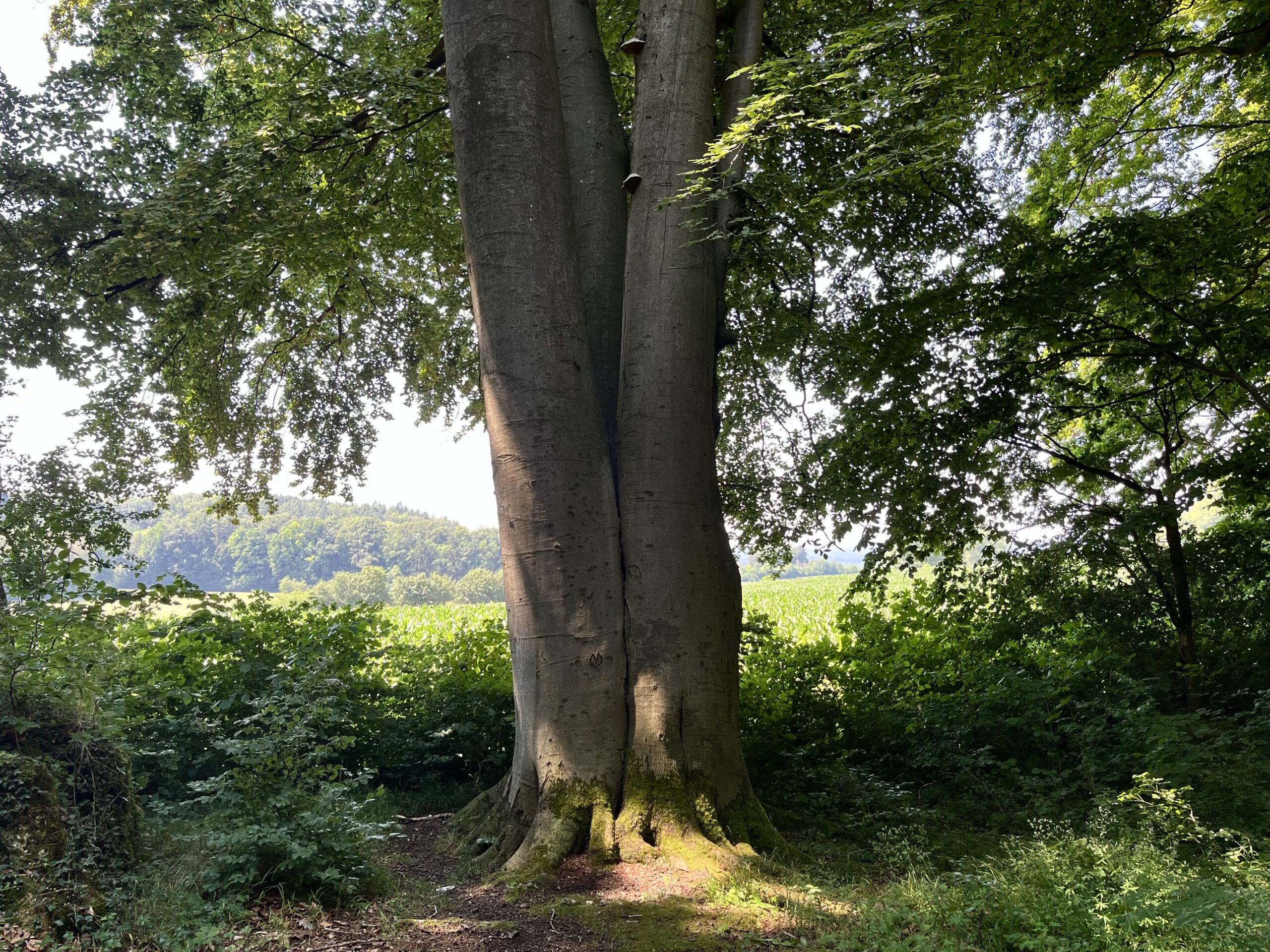 Buche in Sanpareil